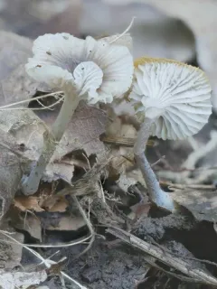 Hydropus praedecurrens thumbnail 2