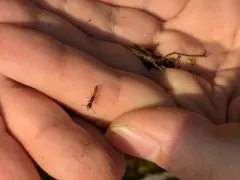 Western Dracula Ant thumbnail 2