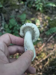 Hypomyces ochraceus thumbnail 2