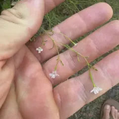 panicled willowherb thumbnail 2