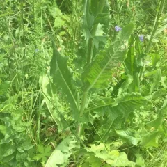 chicory thumbnail 3