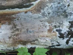 Phanerochaete livescens thumbnail 1