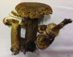 Lactarius sordidus thumbnail 4