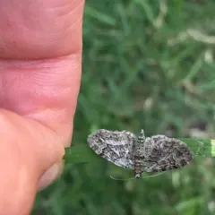 Green Pug thumbnail 2