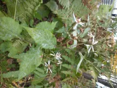 Golovinomyces eurybiarum thumbnail 3