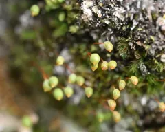Stiff Apple-moss thumbnail 3