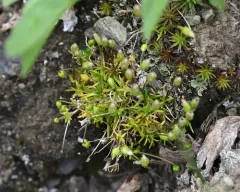 Alpine Pearlwort thumbnail 4