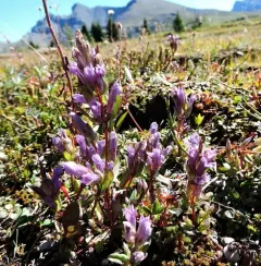 Fourpart Dwarf Gentian thumbnail 4