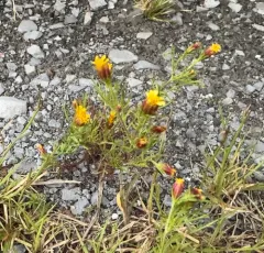 Fetid marigold thumbnail 4