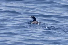 Scripps's Murrelet thumbnail 4