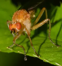 Scathophaga orcasae thumbnail 3