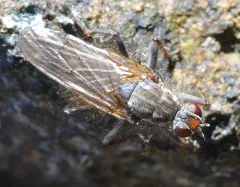 Scathophaga intermedia thumbnail 2
