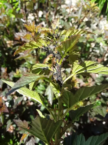 Aphis neilliae