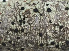 Buellia muriformis thumbnail 2