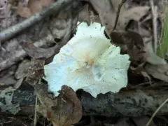 Dove-colored Tricholoma thumbnail 4