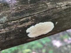 Phanerochaete laevis thumbnail 1
