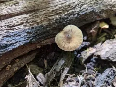 Cortinarius subexitiosus thumbnail 2