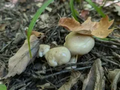 Hygrophorus occidentalis thumbnail 3