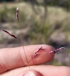 Purple Sandgrass thumbnail 3