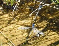 Paiute Dancer thumbnail 3