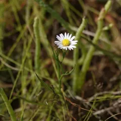 Perennial Saltmarsh Aster thumbnail 3