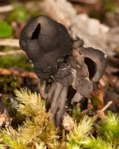 Elfin Saddle thumbnail 3