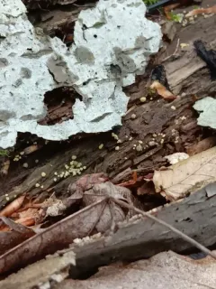Trichoderma sinuosum thumbnail 4