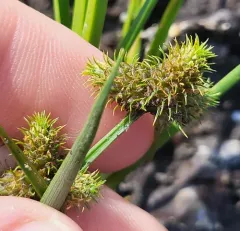Dwarf Umbrella-sedge thumbnail 4