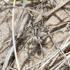 Geolycosa pikei thumbnail 4