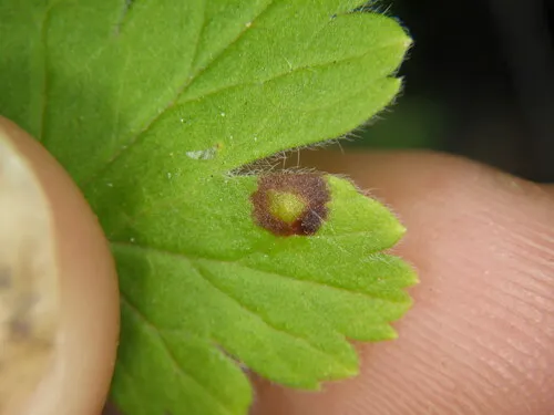 Ribesia sarae