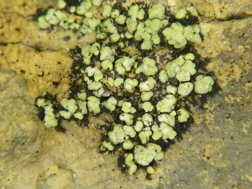 Lecanora epanora