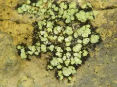 Lecanora epanora thumbnail 1