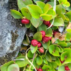 alpine wintergreen thumbnail 3