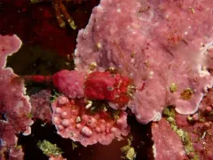 Saddleback Shrimp thumbnail 3