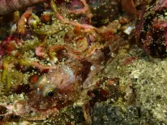 Northern Sculpin thumbnail 3