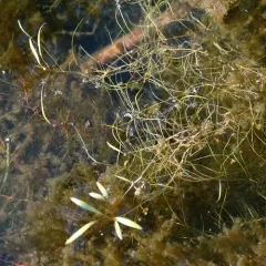 snailseed pondweed thumbnail 4