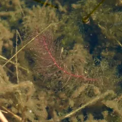 Low Water-milfoil thumbnail 4