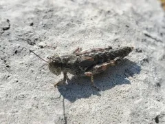 Montana Spur-throat Grasshopper thumbnail 4