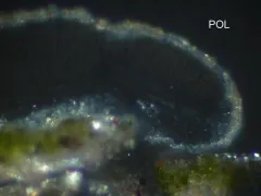 Multicolored Dot Lichen thumbnail 2