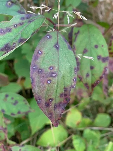 Sphaerulina cornicola