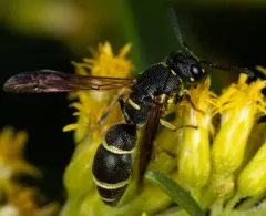 Parancistrocerus pensylvanicus thumbnail 4