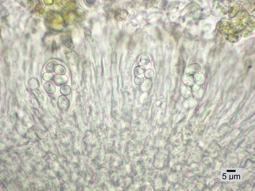 Lecanora fuscescens
