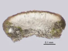Black-eyed Rim Lichen thumbnail 2