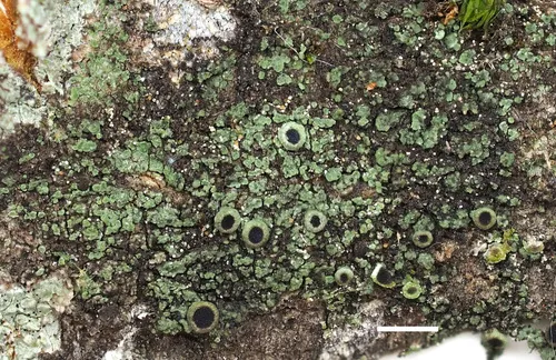 Rinodina badiexcipula