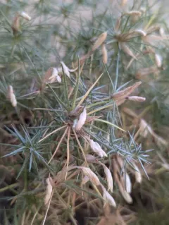 Watson's prickly phlox thumbnail 4