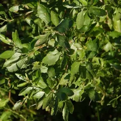groundsel tree thumbnail 4