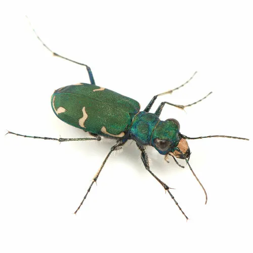 Boreal Long-lipped Tiger Beetle