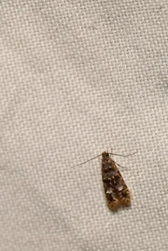 Homosetia fasciella thumbnail 3