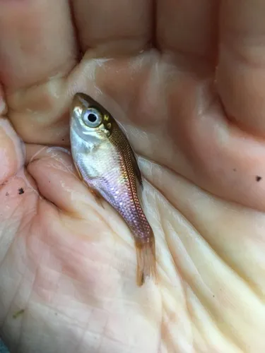 Kelp Surfperch