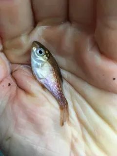 Kelp Surfperch thumbnail 1